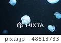Underwater video with jellyfish medusas in blue aquarium color water 48813733