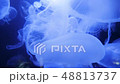 Underwater video with jellyfish medusas in blue aquarium color water 48813737