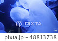 Underwater video with jellyfish medusas in blue aquarium color water 48813738