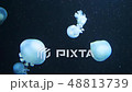 Underwater video with jellyfish medusas in blue aquarium color water 48813739