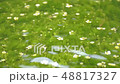 Mei flower algae 48817327