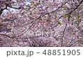 Cherry Blossoms	 48851905