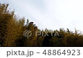 竹林から空までの微速度撮影 48864923