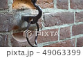 Old rust metal ring on wall with colorful brick background 49063399