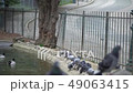 Motion of duck swimming and eating on lake. 49063415