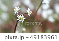 Seri bauren花 49183961