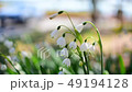 Suzuran flower | Winter 49194128