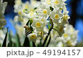 Narcissus flowers | Winter flowers 49194157
