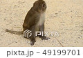 wild monkeys in park 49199701
