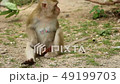 wild monkeys in park 49199703