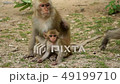 wild monkeys with child in park 49199710