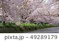Cherry blossoms in full bloom and Gojo river 49289179