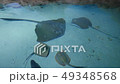 Underwater Marine Life of Cramp-Fish or Scate. 49348568