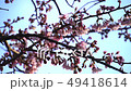 咲きはじめの桜 49418614
