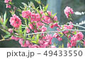 桃花在微風中搖曳 49433550