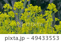 春天花旋轉的強姦開花 49433553