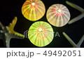 Shining, purple sea urchin | Summer 49492051