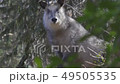 Nature rich Aobayama antelope 001 49505535