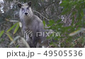 Nature rich Aobayama antelope 002 49505536