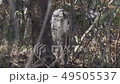 Nature rich Aobayama antelope 003 49505537