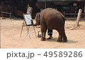 Chiangmai Thailand - March 24, 2019: Elephant is p 49589286
