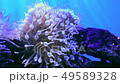 Clown fish and coral. Wild life animal. 49589328