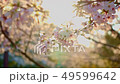 櫻花划船01 49599642