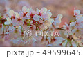 櫻花樹03 49599645