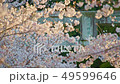 櫻花樹04（神社） 49599646
