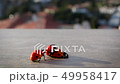 Mating lady bugs in city environment in Costa del Sol 49958417