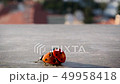 Mating lady bugs in city environment in Costa del Sol 49958418