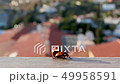 Mating lady bugs in city environment in Costa del Sol 49958591
