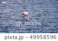 Couple of wild flamingos eating in Spain 49958596