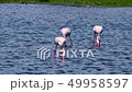 Couple of wild flamingos eating in Spain 49958597