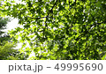 木のある風景02 木のある風景02 49995690