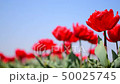 Red tulips swaying in the blue sky | Spring 50025745