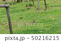bird  50216215
