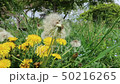 Dandelion 50216265