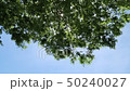 Sunbeams 50240027