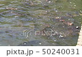 Moth 50240031