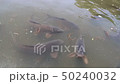 Moth 50240032