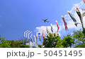 成田櫻山客機和鯉魚旗＃10 50451495