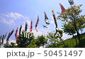 成田櫻山客機和鯉魚旗＃3 50451497