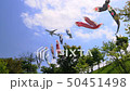 成田櫻山客機和鯉魚旗＃4 50451498