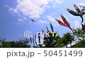 成田櫻山客機和鯉魚旗＃5 50451499