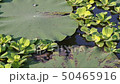 snakehead fish babies swimming in garden pond 50465916