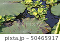 snakehead fish babies swimming in garden pond 50465917