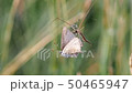pond spider catching a yellow brown moth butterfly 50465947