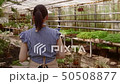 Professional woman gardener in apron is working in a greenhouse. 50508877
