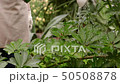 Gardener is watering plants from a watering can. 50508878